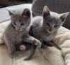 Photo №1. russian blue - for sale in the city of Bern | negotiated | Announcement № 122086