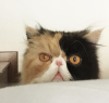 Photo №4. I will sell persian cat in the city of Indianapolis.  - price - 300$