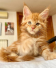 Photo №2 to announcement № 103248 for the sale of maine coon - buy in United States breeder