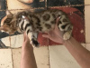 Photo №1. bengal cat - for sale in the city of New York | 200$ | Announcement № 96580
