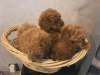 Additional photos: Adorable Poodle (Toy) puppies Available - Ready for Their Forever Homes!