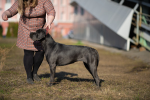 Photo №4. I will sell cane corso in the city of Izhevsk. private announcement - price - 649$