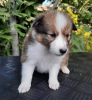 Photo №4. I will sell shetland sheepdog in the city of Sevastopol. breeder - price - 528$