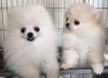 Photo №1. pomeranian - for sale in the city of Regensburg | Is free | Announcement № 105447
