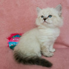 Photo №1. siberian cat - for sale in the city of Helsingby | 317$ | Announcement № 72821