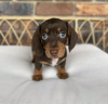 Photo №3. Lovely Dachshund puppies for sale now. Germany