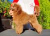 Photo №2 to announcement № 13666 for the sale of poodle (toy) - buy in Russian Federation from nursery