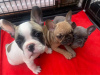 Photo №2 to announcement № 80368 for the sale of french bulldog - buy in Netherlands private announcement