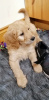 Photo №1. golden retriever - for sale in the city of Ketchikan | negotiated | Announcement № 51097