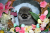 Photo №1. pomeranian - for sale in the city of Kučevo | negotiated | Announcement № 104017