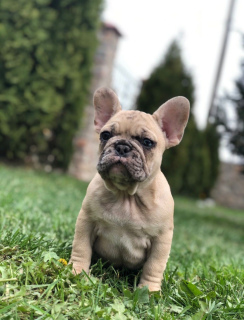 Photo №2 to announcement № 6976 for the sale of french bulldog - buy in United States 