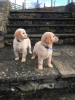 Photo №2 to announcement № 112256 for the sale of golden retriever - buy in Germany private announcement