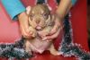 Additional photos: American bully