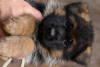 Photo №1. german shepherd - for sale in the city of Гамбург | Is free | Announcement № 95701