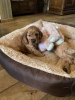 Photo №2 to announcement № 115506 for the sale of american cocker spaniel - buy in Netherlands private announcement, breeder