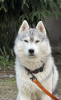 Photo №4. I will sell siberian husky in the city of Kiev. from nursery, breeder - price - 1000$
