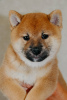 Additional photos: Shiba Inu puppies with RKF pedigree