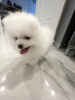 Additional photos: pomeranian