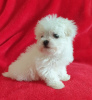 Photo №3. Cute Maltese puppies available for free adoption. Germany