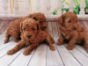 Photo №1. poodle (toy) - for sale in the city of Дортмунд | 370$ | Announcement № 41711