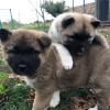 Photo №1. akita - for sale in the city of Ljubljana | negotiated | Announcement № 119900