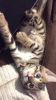 Photo №2 to announcement № 121704 for the sale of bengal cat - buy in Spain private announcement, breeder