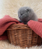 Photo №1. british shorthair - for sale in the city of New York | 180$ | Announcement № 104281