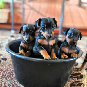 Photo №3. Miniature Pinscher Puppies. Russian Federation