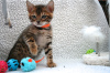 Photo №1. bengal cat - for sale in the city of Xàbia | 370$ | Announcement № 121768