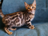 Photo №4. I will sell bengal cat in the city of Minsk. private announcement, from nursery, breeder - price - 500$