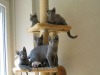 Photo №1. russian blue - for sale in the city of Helsinki | negotiated | Announcement № 88038