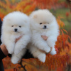 Photo №2 to announcement № 80861 for the sale of pomeranian - buy in Germany private announcement