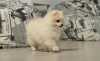 Photo №2 to announcement № 10484 for the sale of pomeranian - buy in Poland private announcement