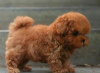 Photo №1. poodle (toy) - for sale in the city of Prague | negotiated | Announcement № 124620