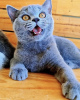 Photo №2 to announcement № 103832 for the sale of british shorthair - buy in Germany private announcement