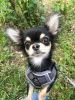 Photo №2 to announcement № 104807 for the sale of chihuahua - buy in Germany private announcement, breeder