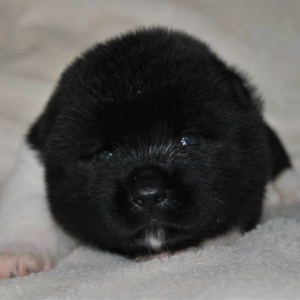 Photo №4. I will sell american akita in the city of Москва. breeder - price - 520$