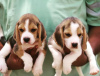 Photo №1. beagle - for sale in the city of Helsinki | negotiated | Announcement № 99703