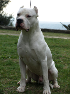 Photo №2 to announcement № 767 for the sale of dogo argentino - buy in Belarus private announcement