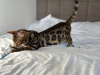 Additional photos: Gorgeous Bengal boy for breeding