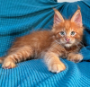 Photo №1. maine coon - for sale in the city of Quinto | 423$ | Announcement № 116332