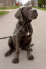 Additional photos: Cane Corso puppies