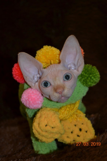 Additional photos: Sale of Sphynx kittens from the nursery!