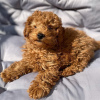 Photo №2 to announcement № 78366 for the sale of poodle (toy) - buy in United Kingdom 