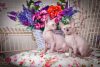 Photo №1. sphynx cat - for sale in the city of Helsinki | negotiated | Announcement № 89045