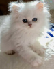 Photo №1. persian cat - for sale in the city of Хямекоски | 317$ | Announcement № 117862