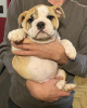 Additional photos: English bulldog