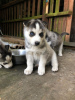 Photo №2 to announcement № 114607 for the sale of siberian husky - buy in Germany private announcement