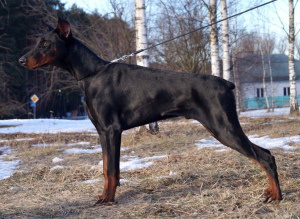 Photo №1. dobermann - for sale in the city of Minsk | Negotiated | Announcement № 1278