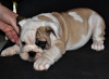 Additional photos: English bulldog